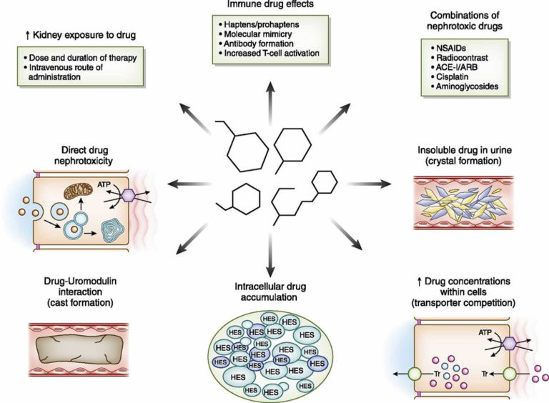 is gabapentin a nephrotoxic drug
