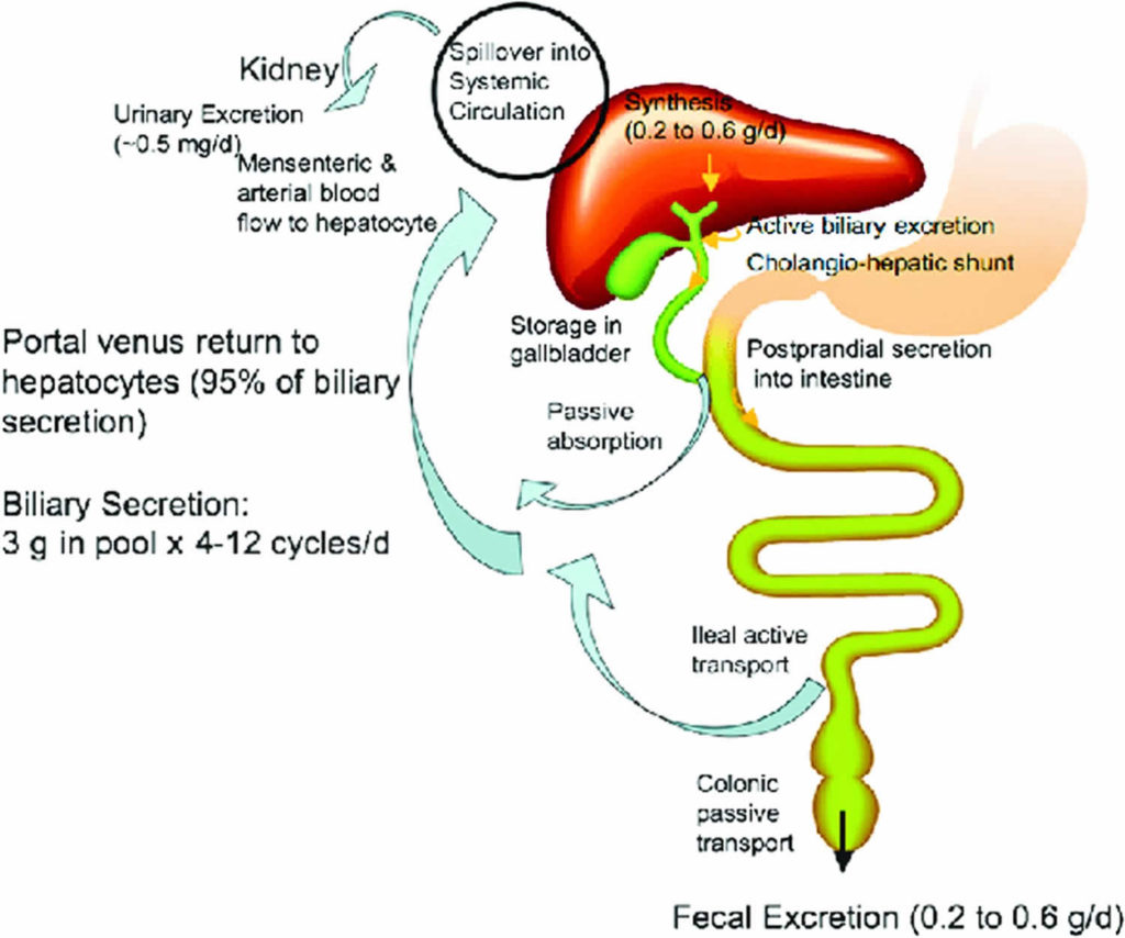 Enterohepatic circulation