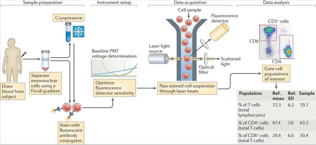 Immunophenotyping & Immunophenotyping Test Lymphoma