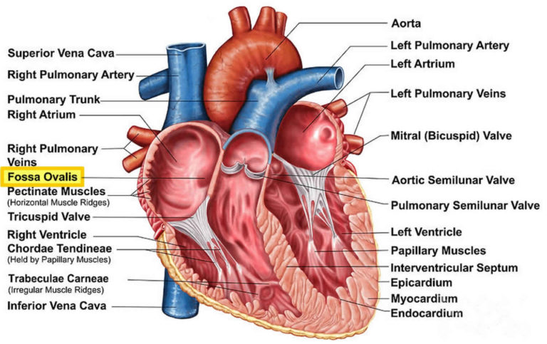 fossa-ovalis-and-fossa-ovalis-function