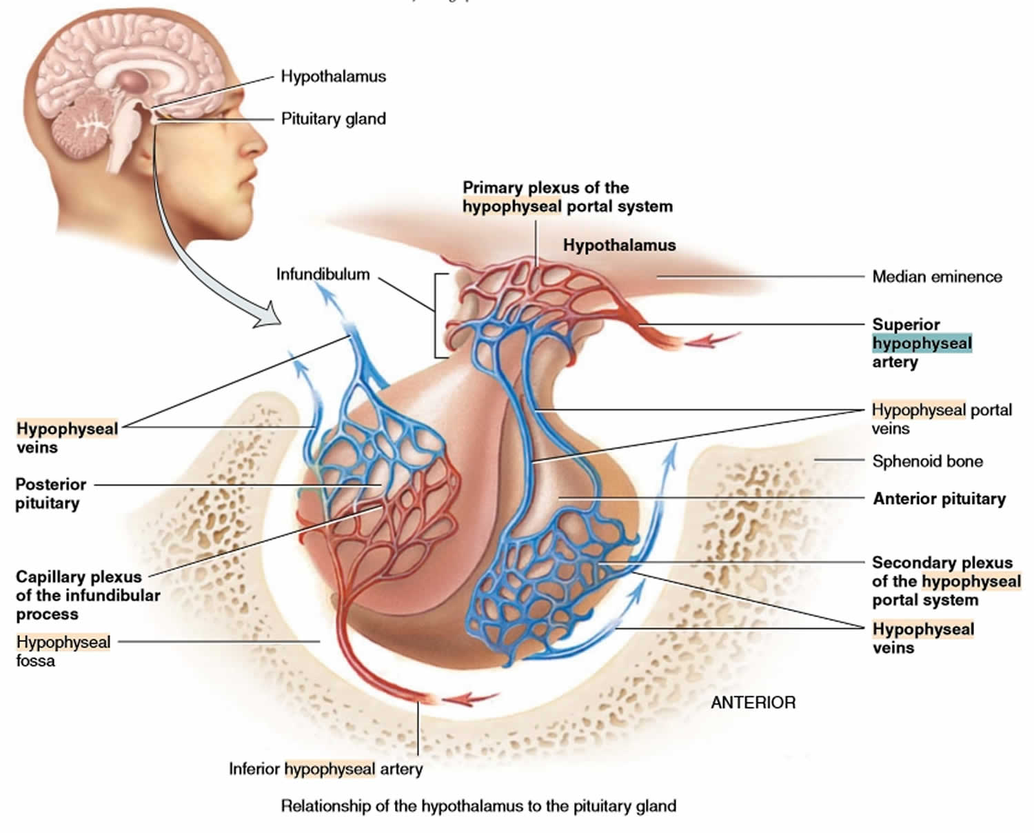 hypophyseal portal system