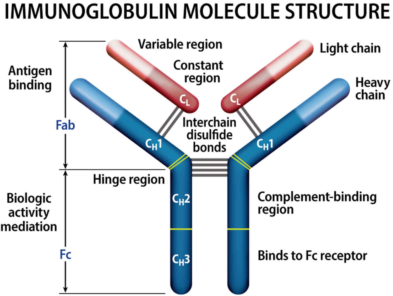 Иммуноглобулин действует. IGM иммуноглобулин. Иммуноглобулин 640. Иммуноглобулин е - молекулы структура. Имбиоглобулин.