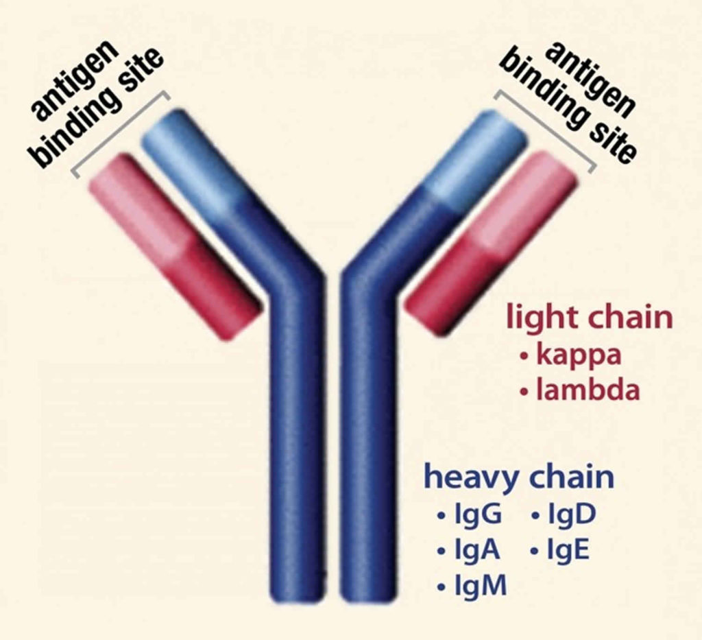 Myeloma protein & multiple myeloma protein test in blood & urine