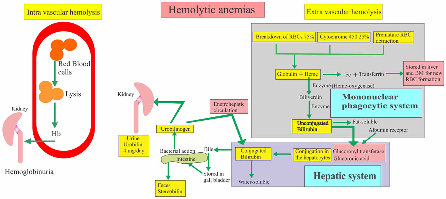 intravascular and extravascular hemolysis