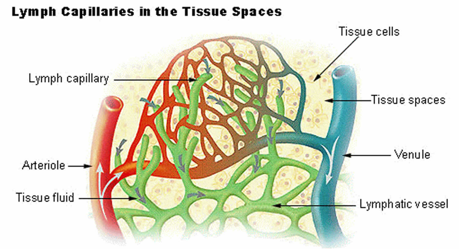 Lymph Capillaries And Lymphatic Capillaries Function