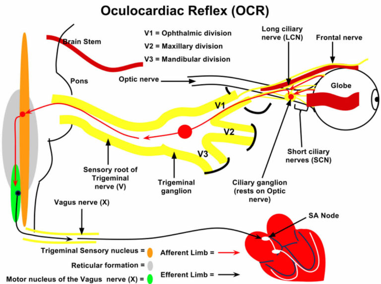 Oculocardiac reflex causes, pathway, symptoms & treatment