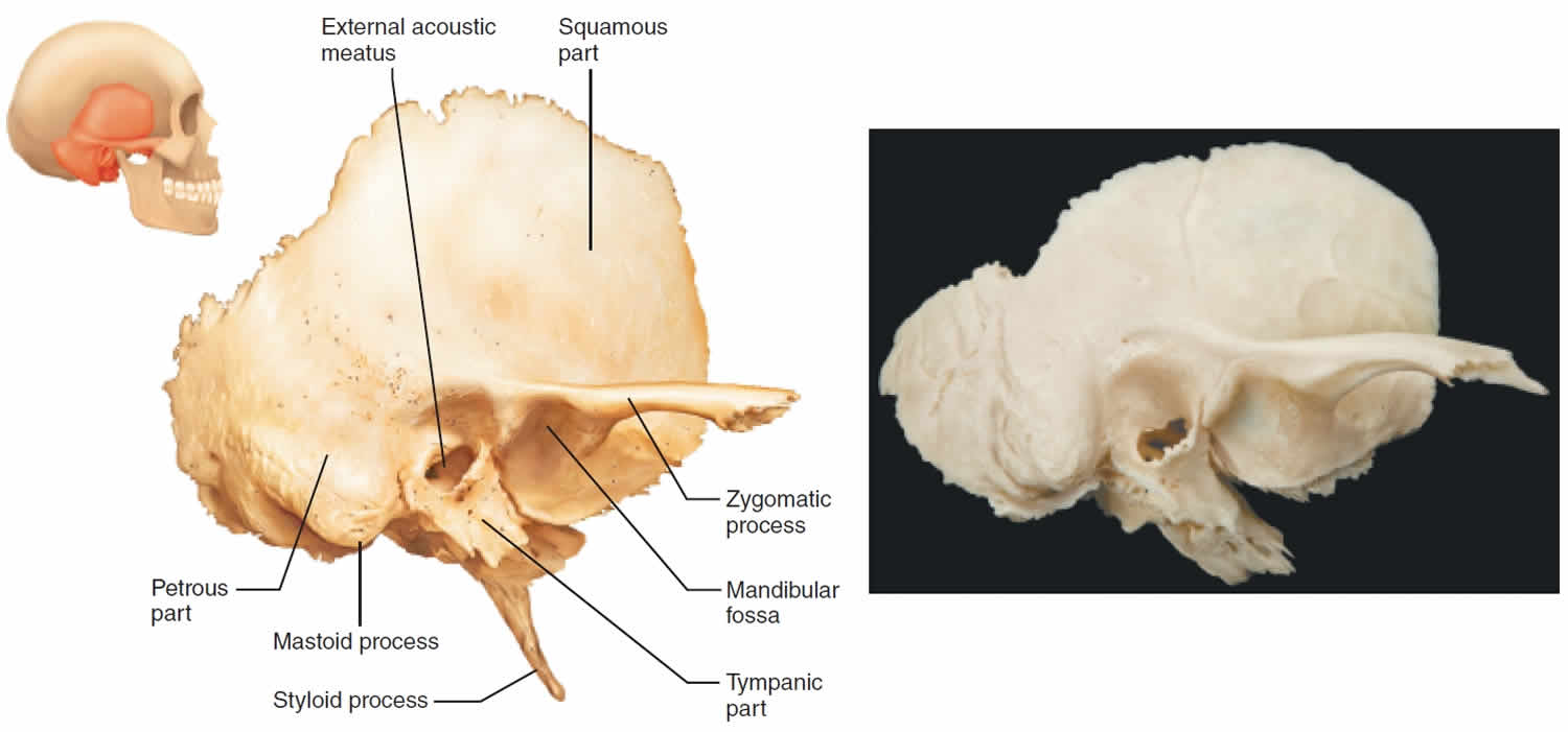 Parts of temporal bone