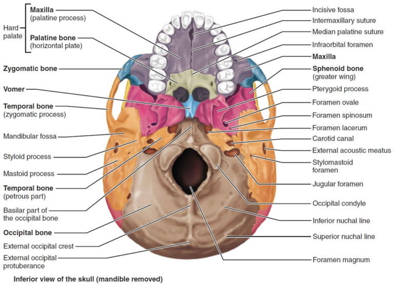 Temporal bone anatomy, parts of temporal bone & temporal bone fracture