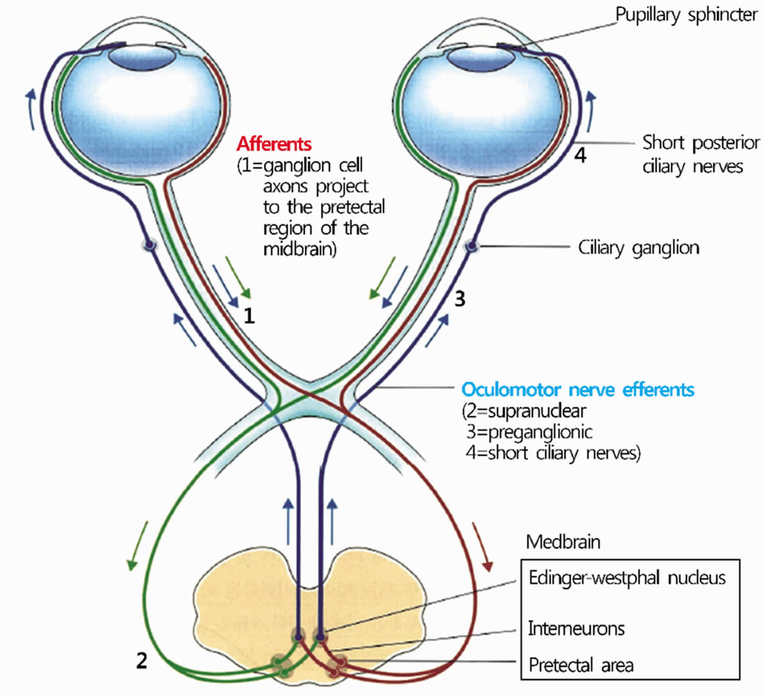 Pupillary Light Reflex Pupillary Light Reflex Test