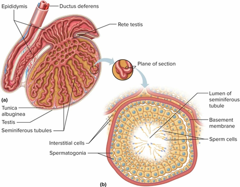 Leydig cell tumor causes, symptoms, diagnosis, treatment & prognosis