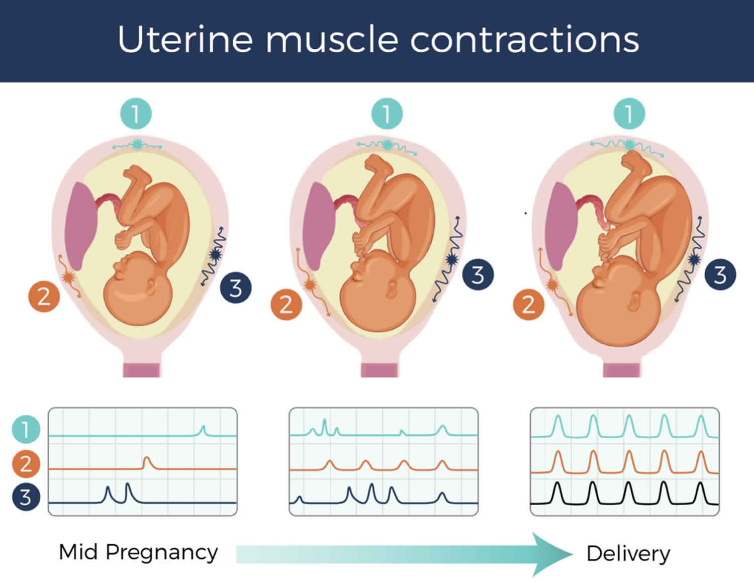 Uterine Cycle Diagram