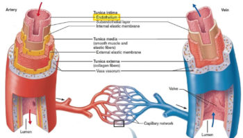 vascular endothelium