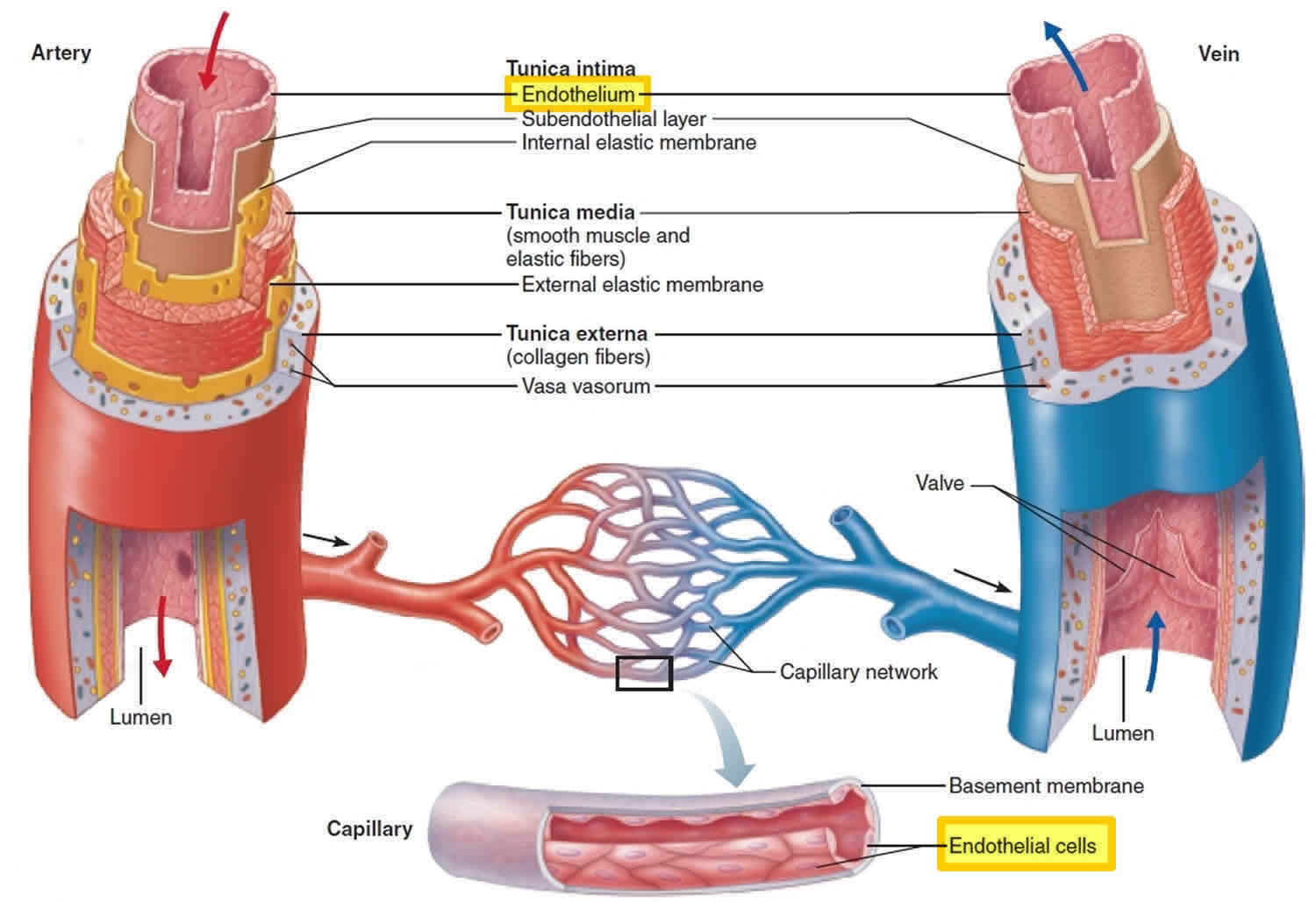 endothelium diagram