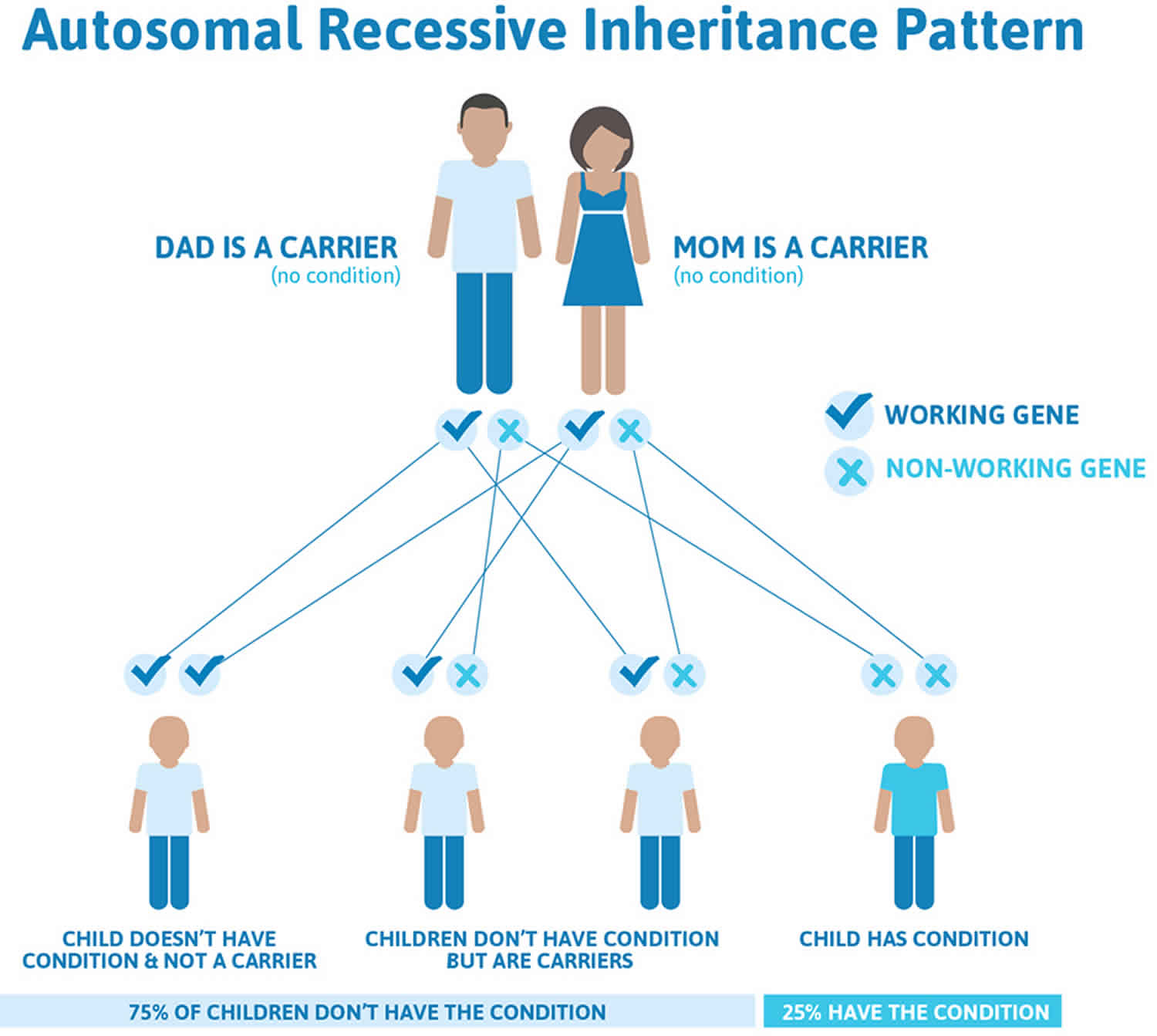 Beta thalassemia autosomal recessive inheritance pattern