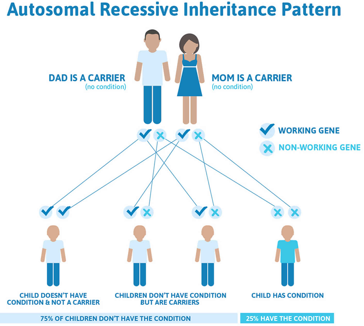 what-causes-beta-thalassemia-beta-thalassemia-dna