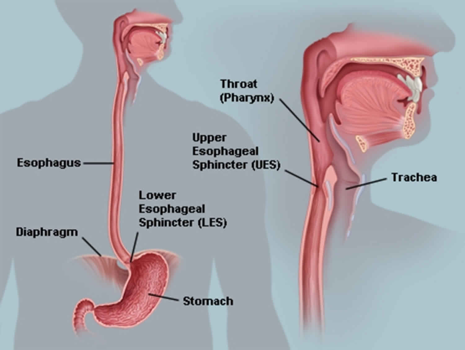 esophageal-dysmotility-esophageal-motility-disorder-causes-symptoms