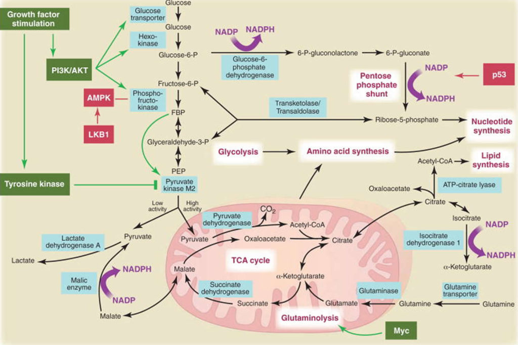 Warburg effect in cancer