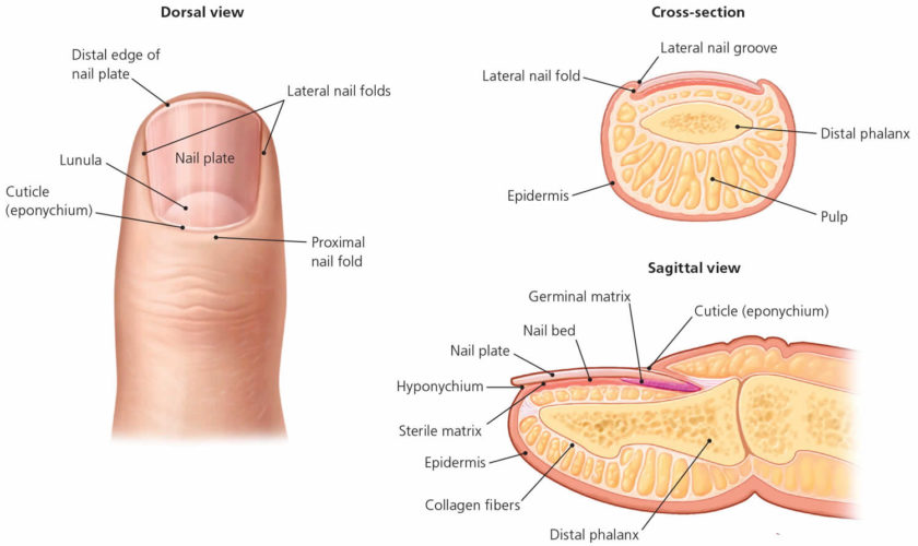 hangnail-infected-hangnail-causes-symptoms-diagnosis-treatment