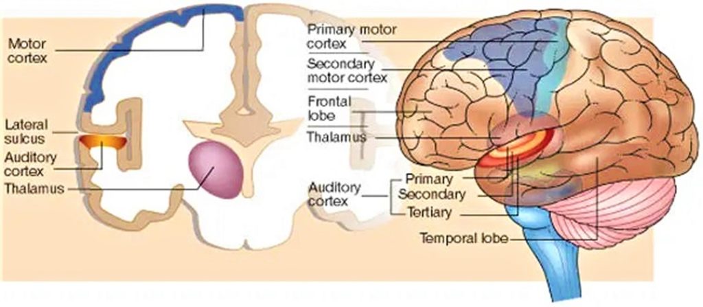 secondary auditory cortex function