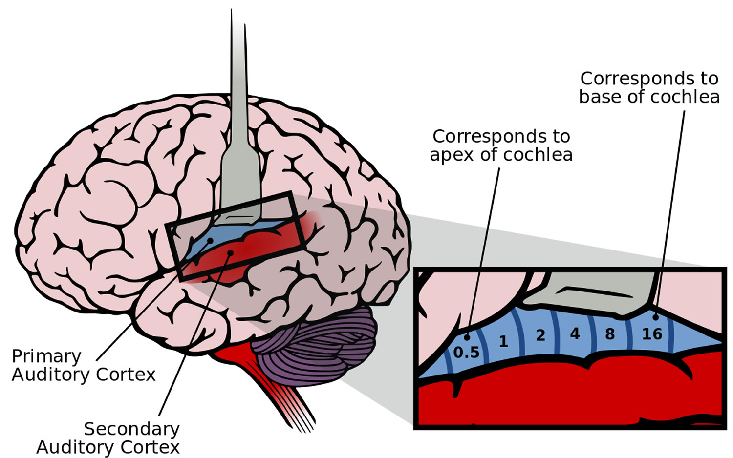 Auditory cortex, auditory area of brain location & function