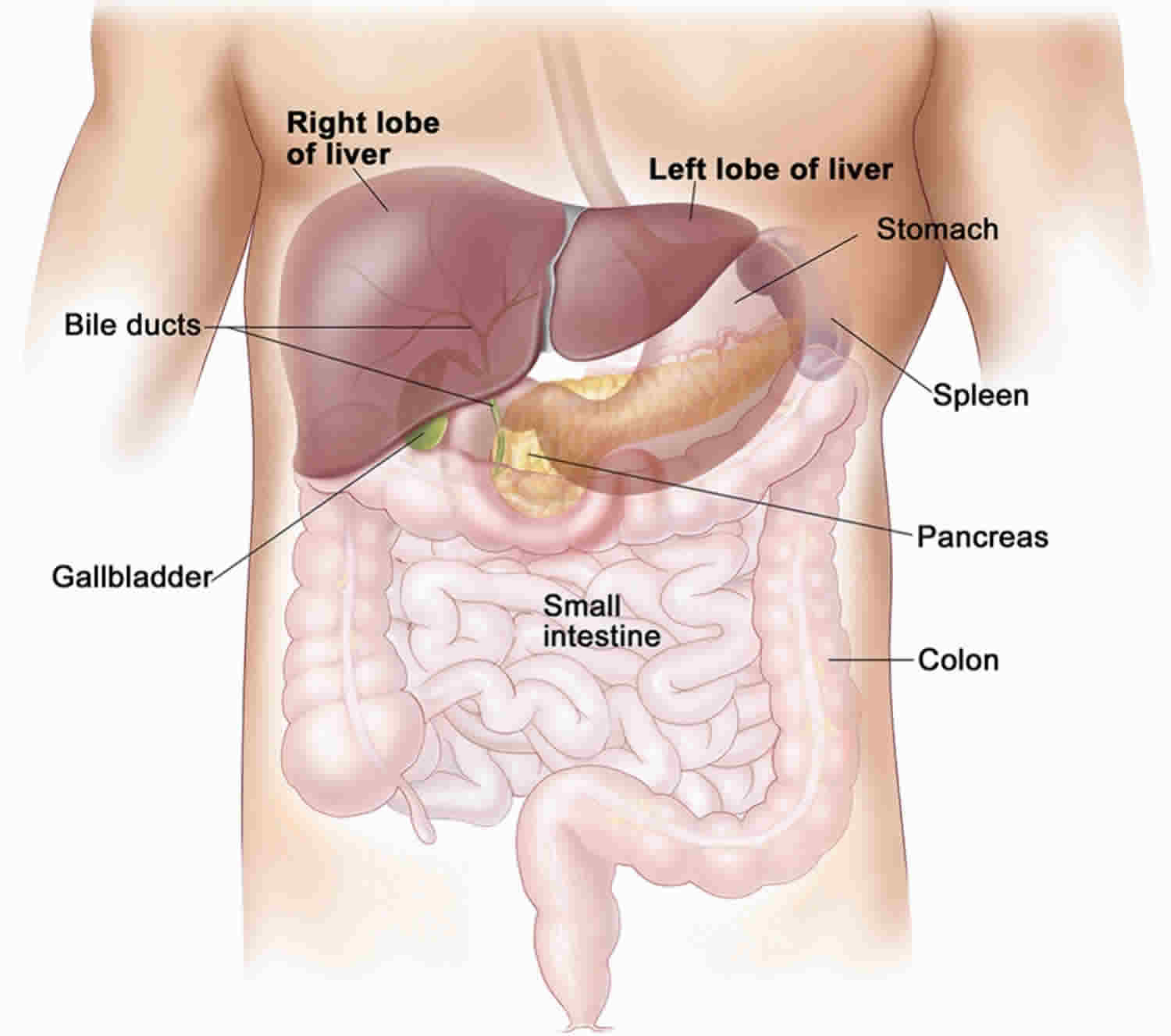 What Is Child Pugh Classification