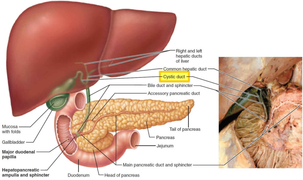 cystic-duct-anatomy-cystic-duct-function