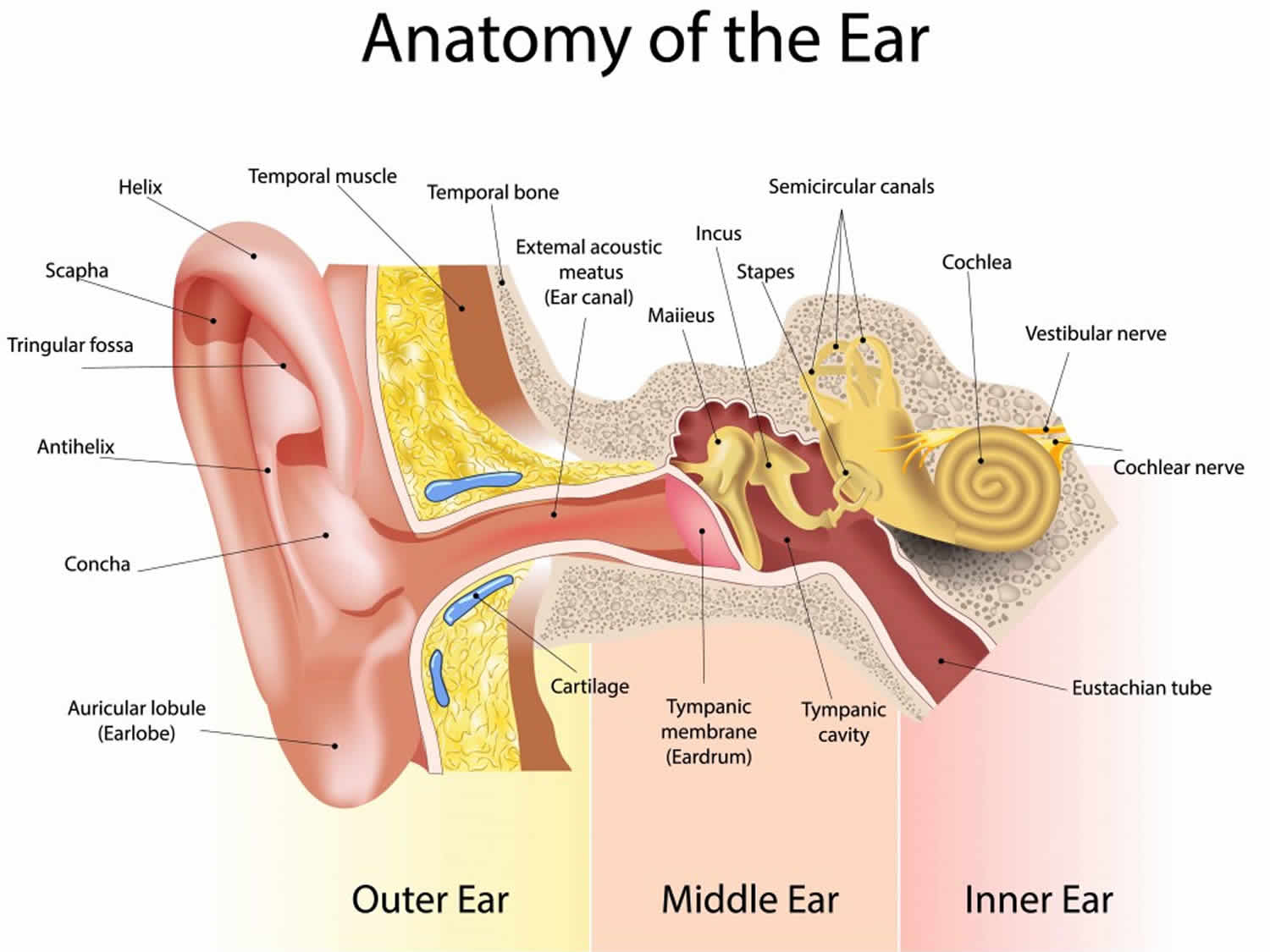 Ear hair function & ear hair removal techniques