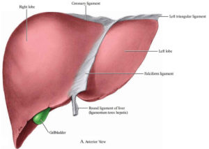 Falciform ligament of liver & falciform ligament function