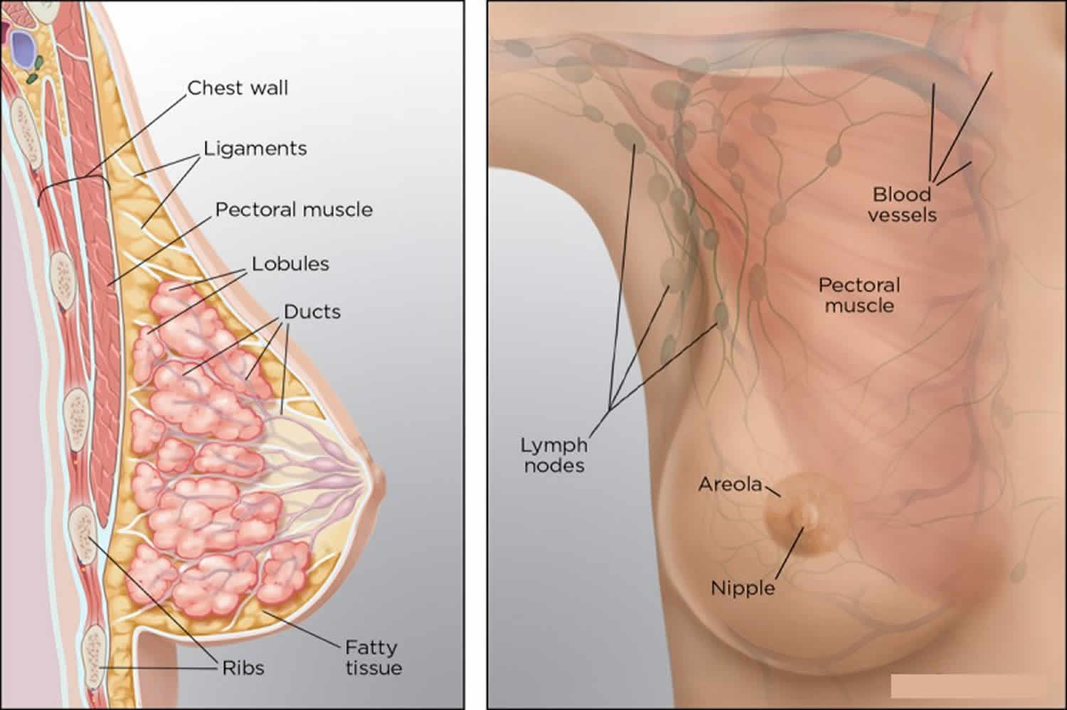 какие мышцы есть в груди для женщин фото 118