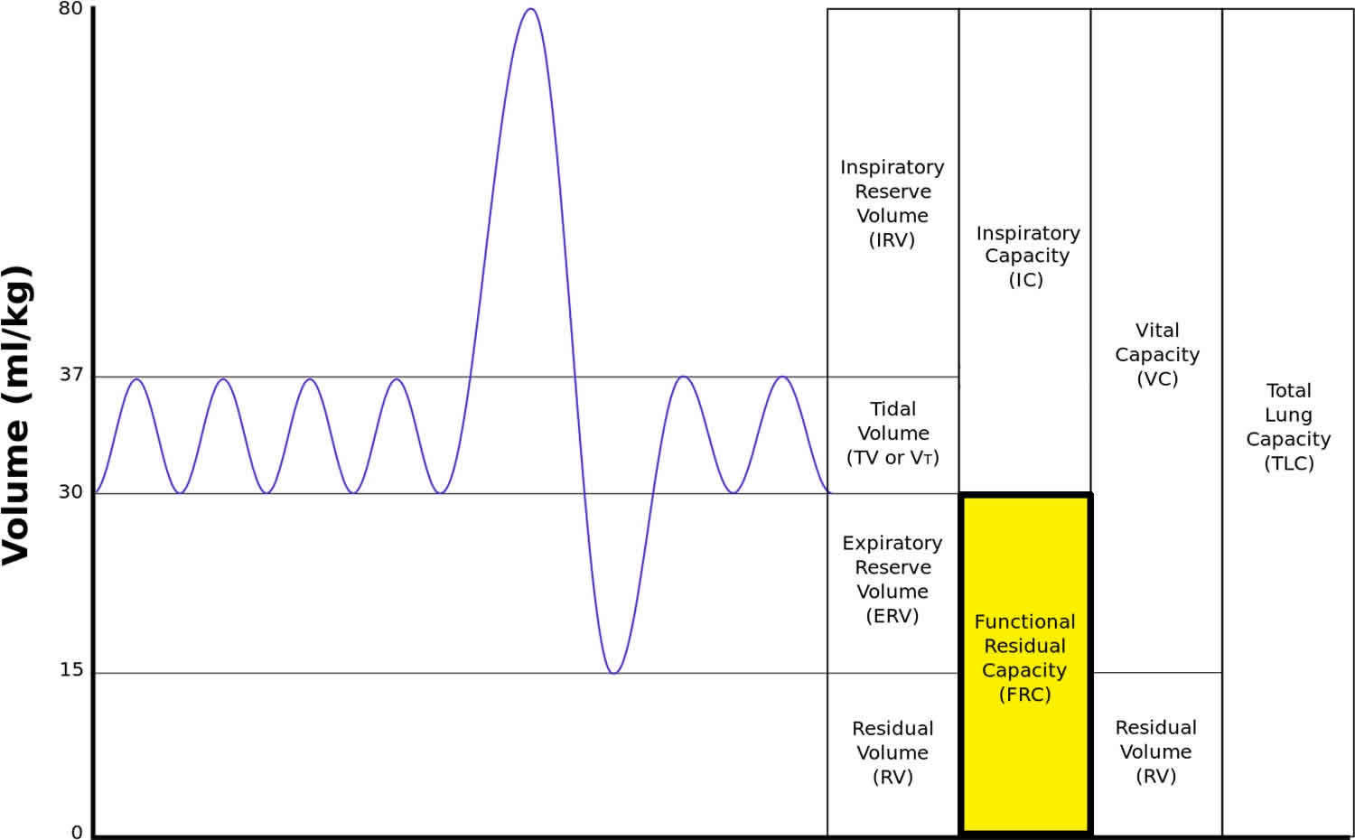 functional-residual-capacity-definition-measurement-importance