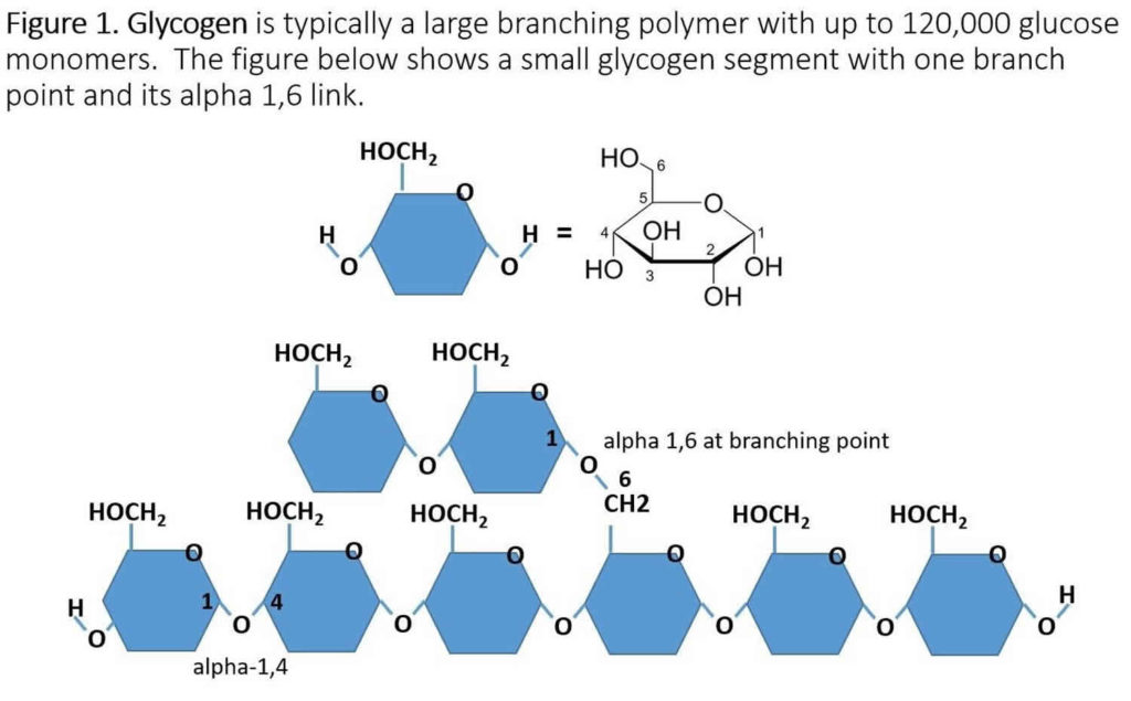 Glycogen storage disease types, causes, symptoms, diagnosis & treatment