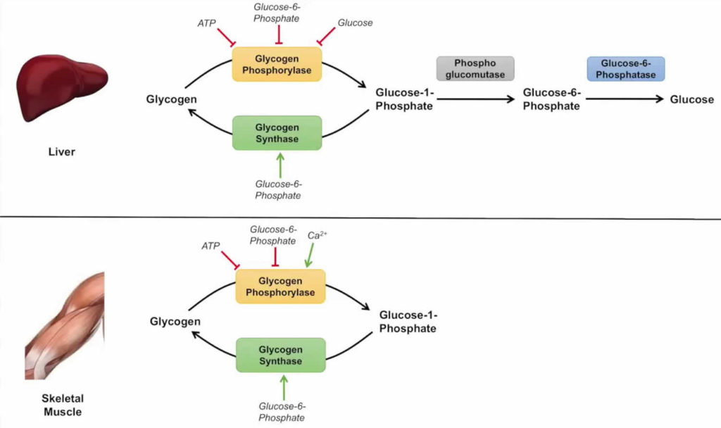 Glycogenolysis Definition, Glycogenolysis Steps & Pathway