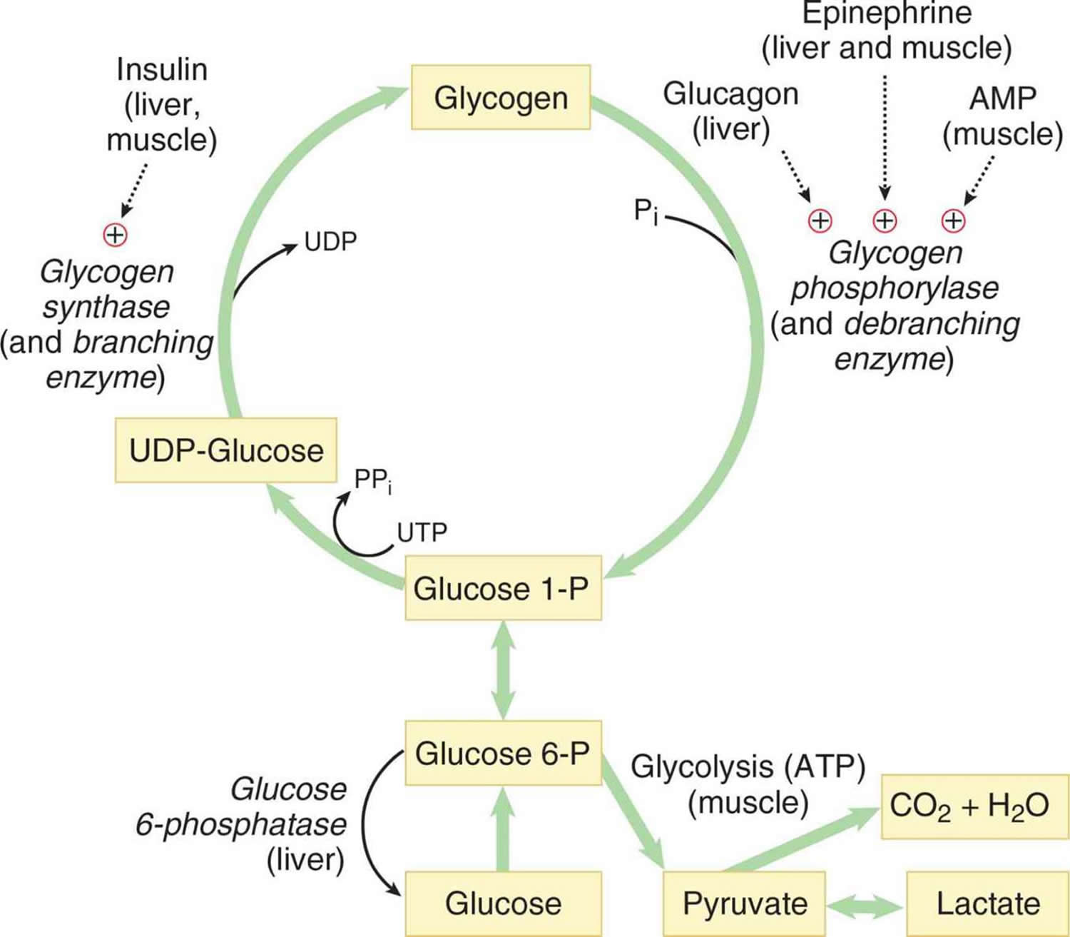 Glycogen Breakdown Pathway