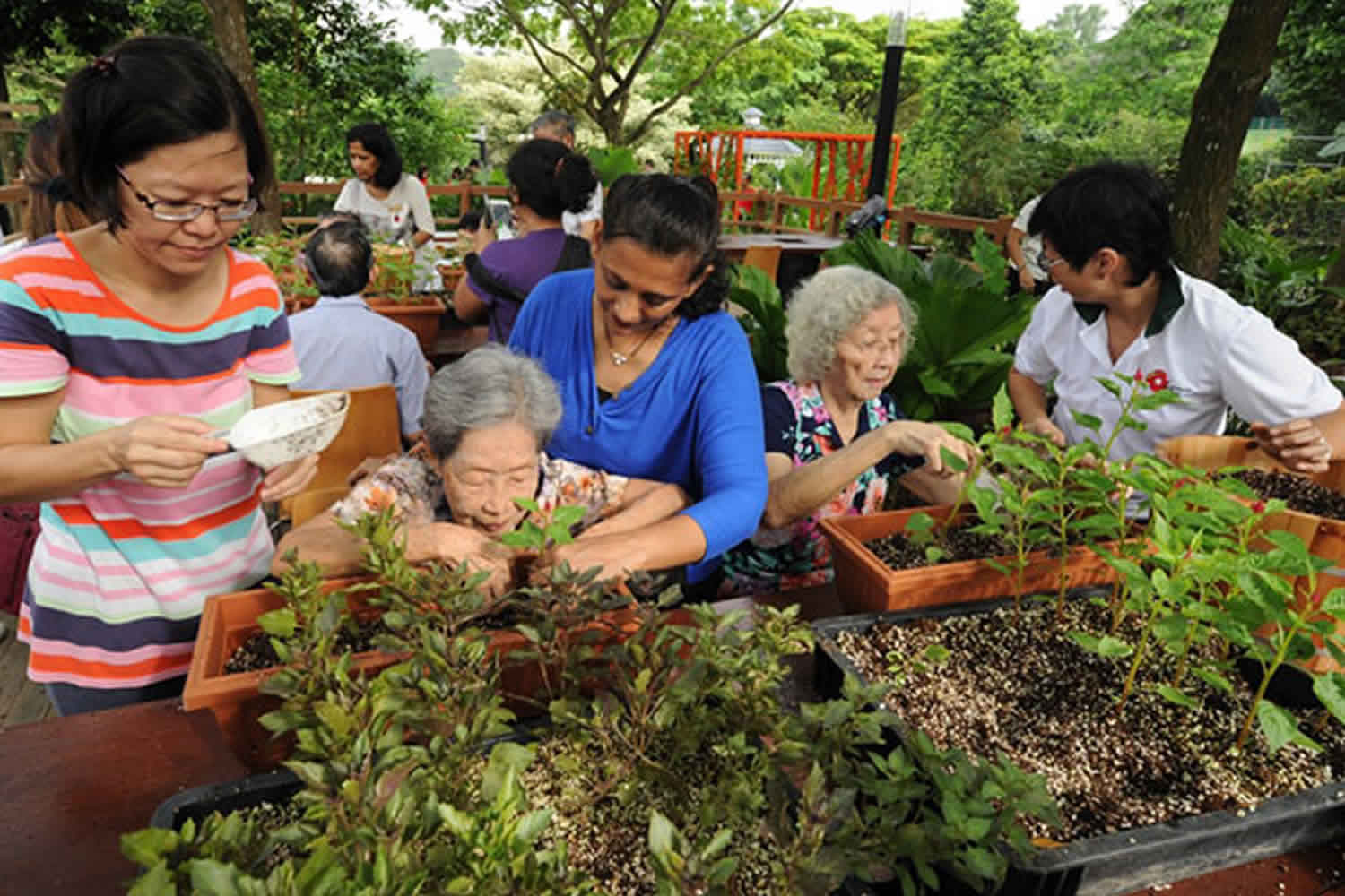 Horticultural therapy definition, benefits & therapeutic gardening for  seniors