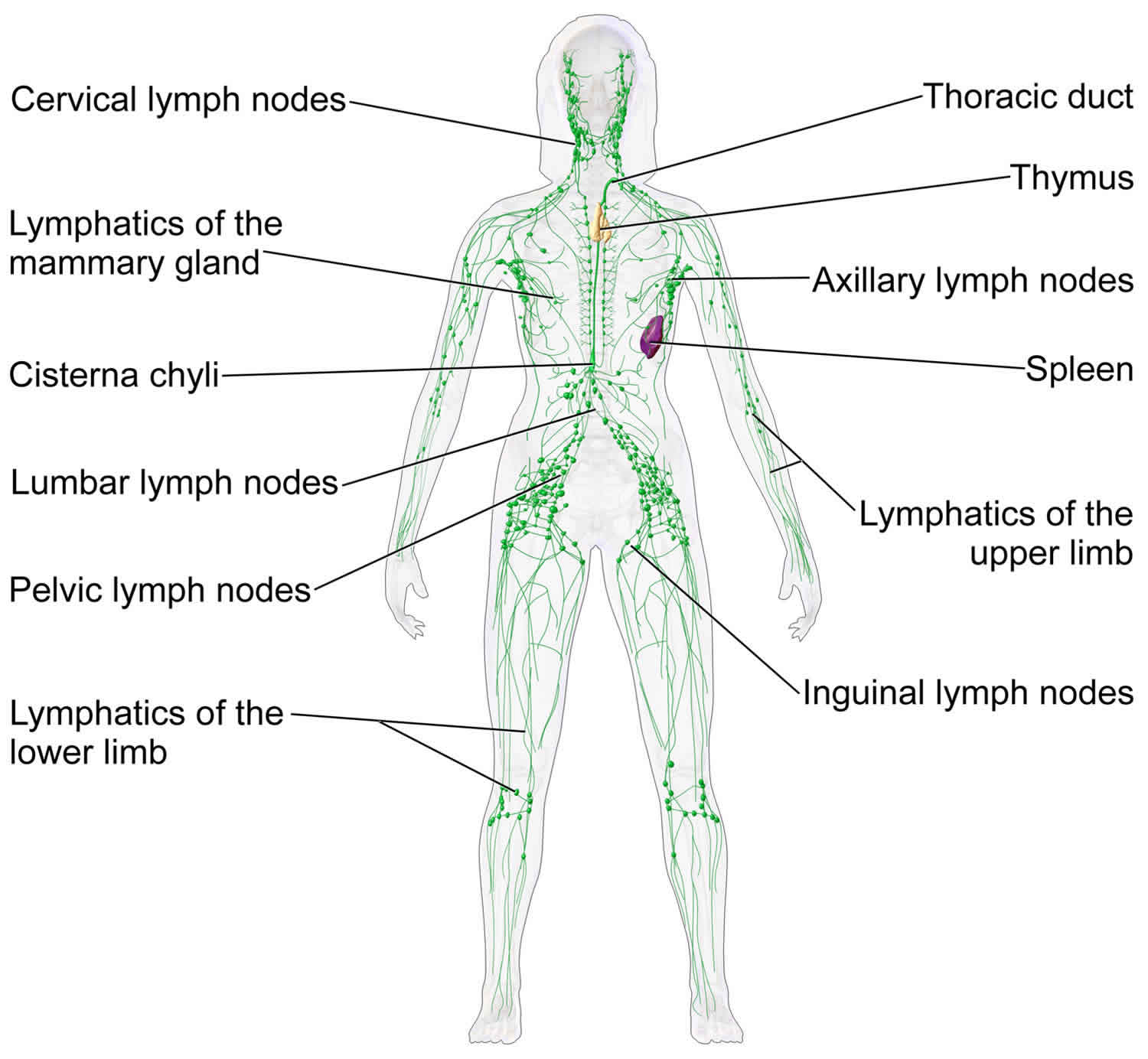 swollen supraclavicular lymph nodes due to infection