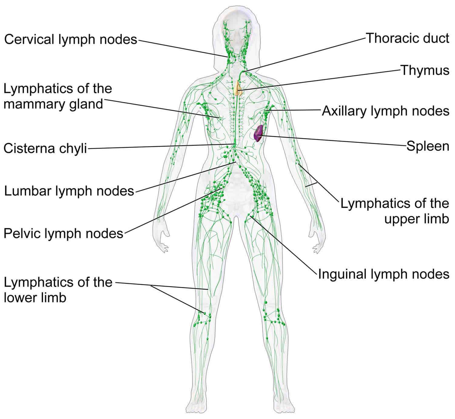 Lymph Node Infection Causes Of Lymphatic System Diseases Or Swollen 