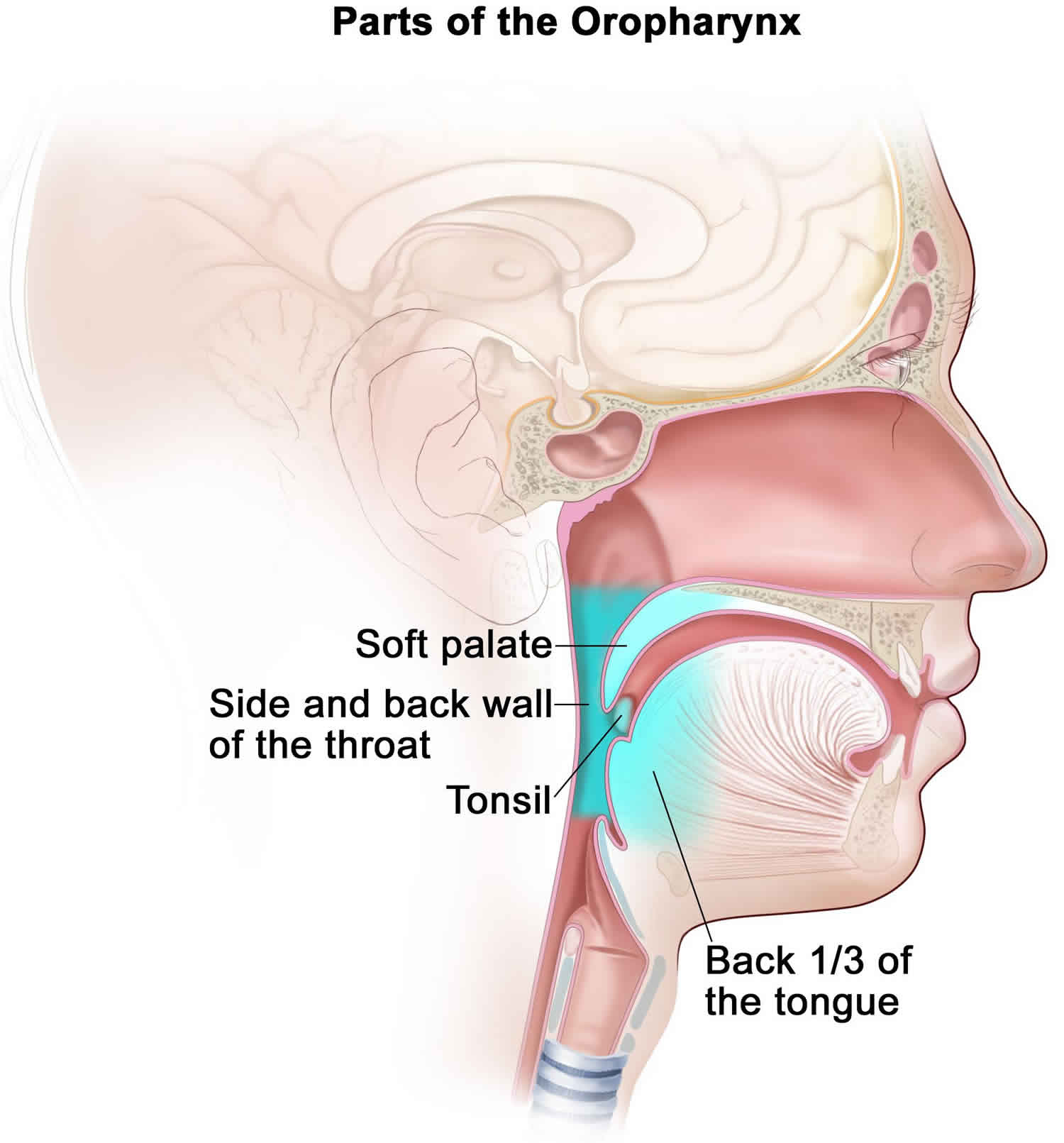 Oropharyngeal cancer causes, symptoms, diagnosis, stages, treatment ...