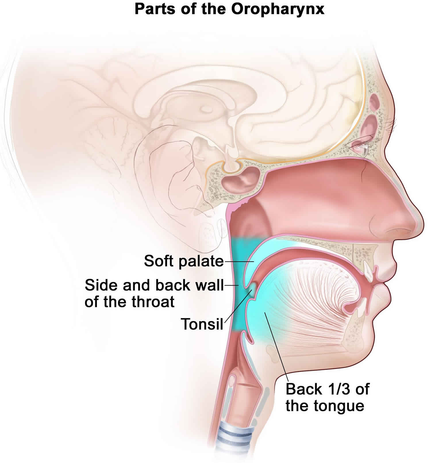 oropharyngeal-cancer-causes-symptoms-diagnosis-stages-treatment