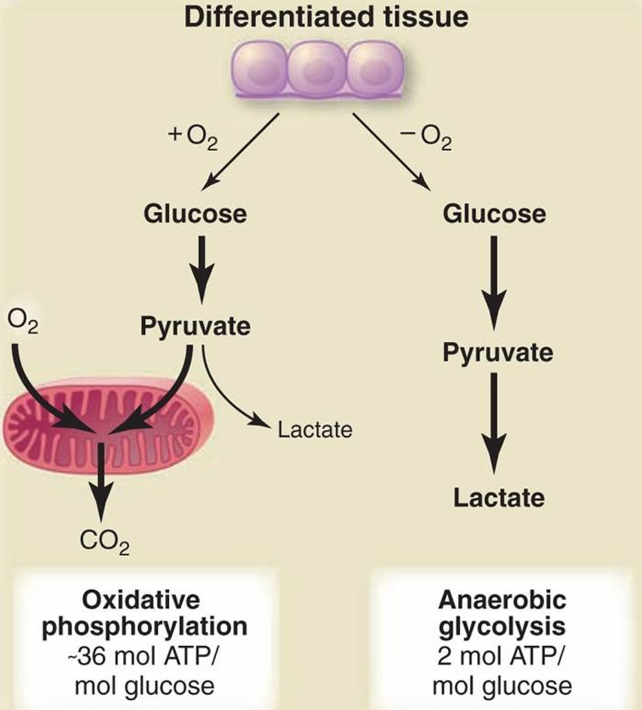 Warburg effect in cancer