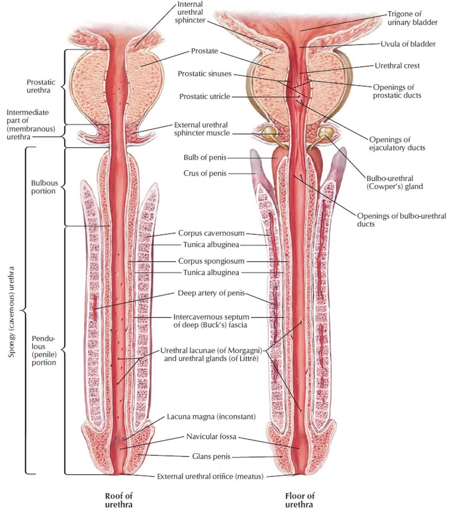 venous leak