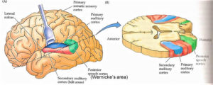 Auditory cortex, auditory area of brain location & function