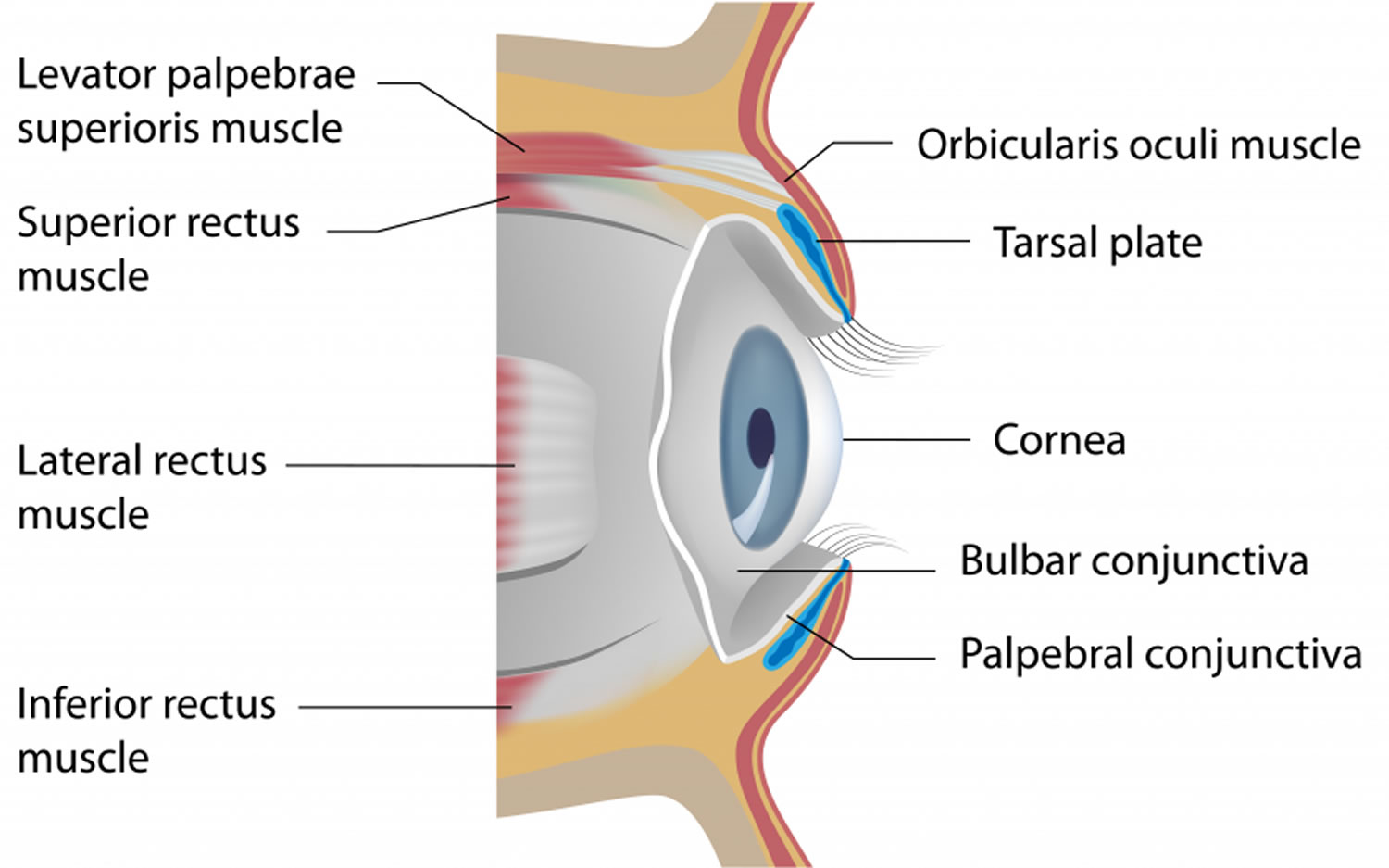 Basilar Skull Fracture Raccoon Eyes 0667