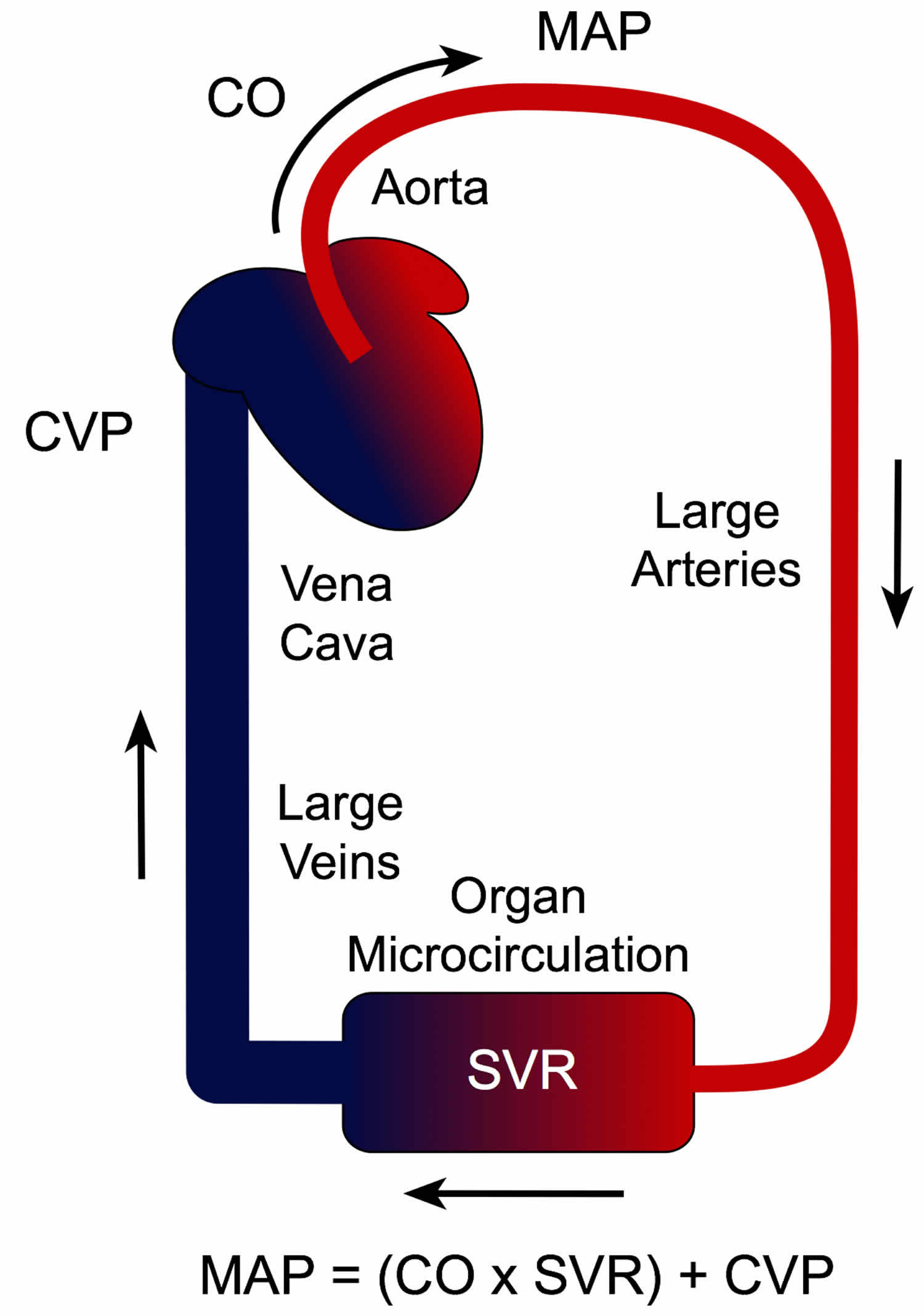 Mean Arterial Pressure Definition Calculator And Formula   Mean Arterial Pressure Calculator Formula 