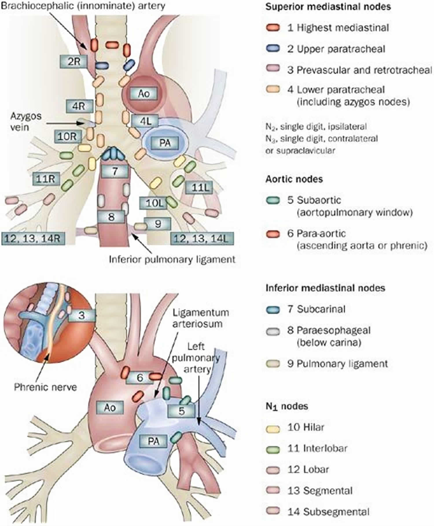 hilar lymph nodes