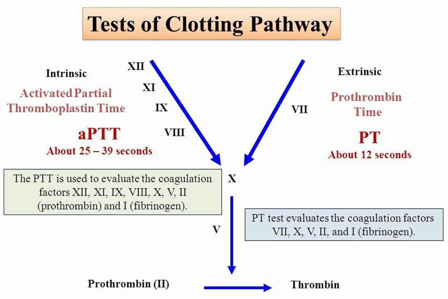 Partial Thromboplastin Time Activated Partial Thromboplastin Time