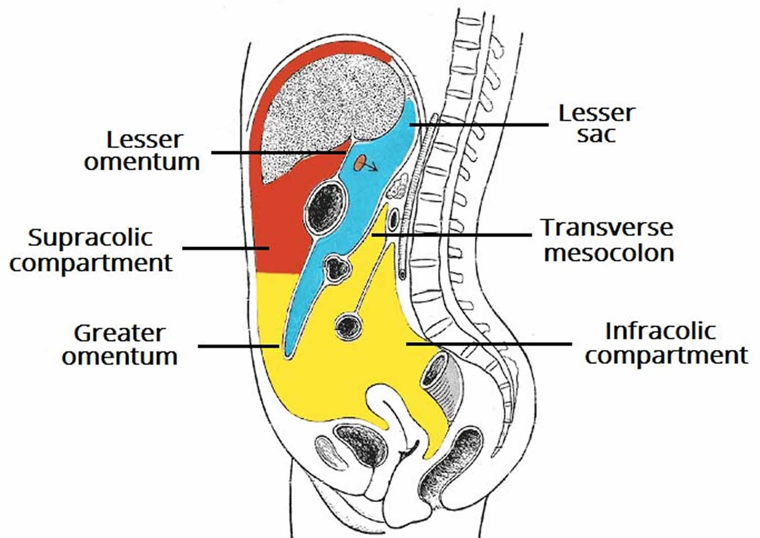 Peritoneum Peritoneal Cavity