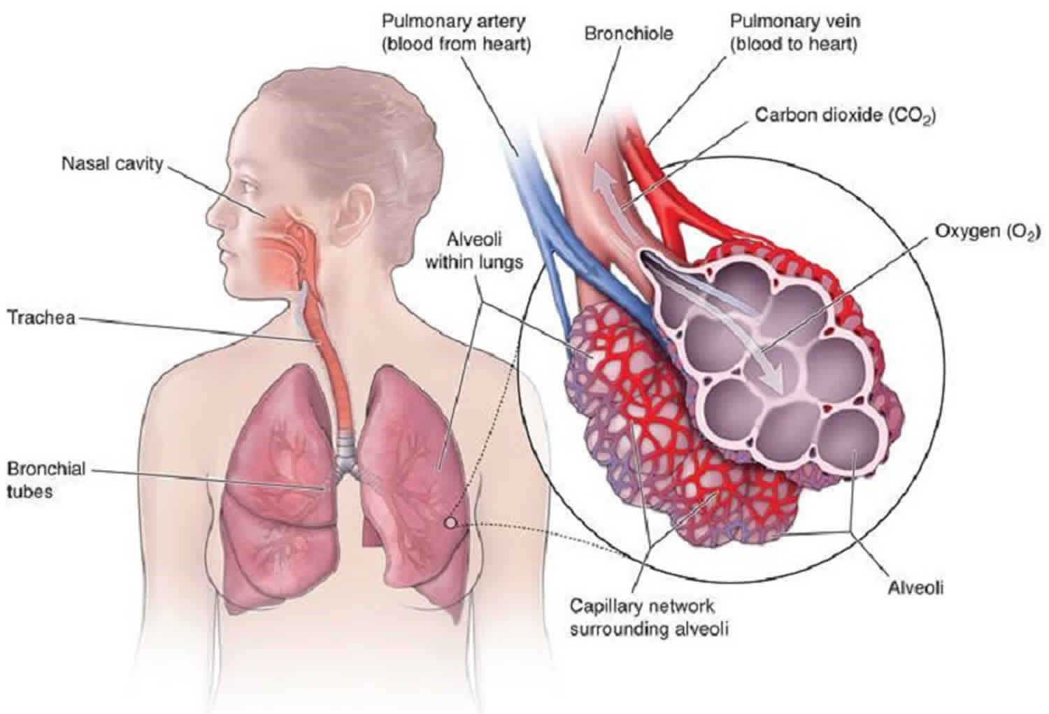 shallow-breathing-fatal-conveniences-darin-olien