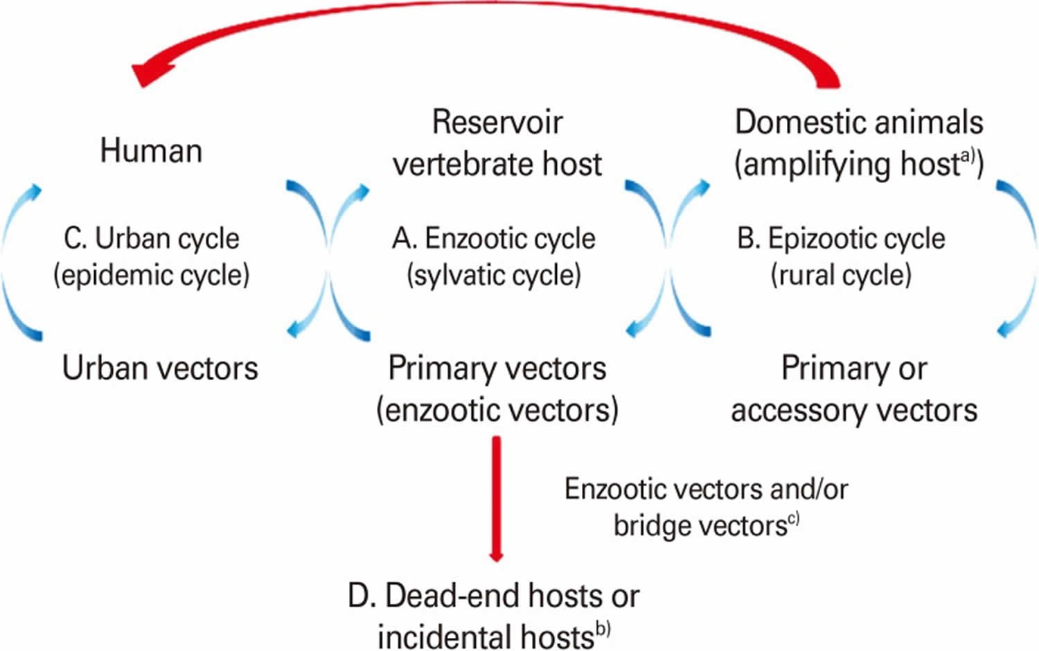 Arbovirus vertebrate host and vector transmission cycles