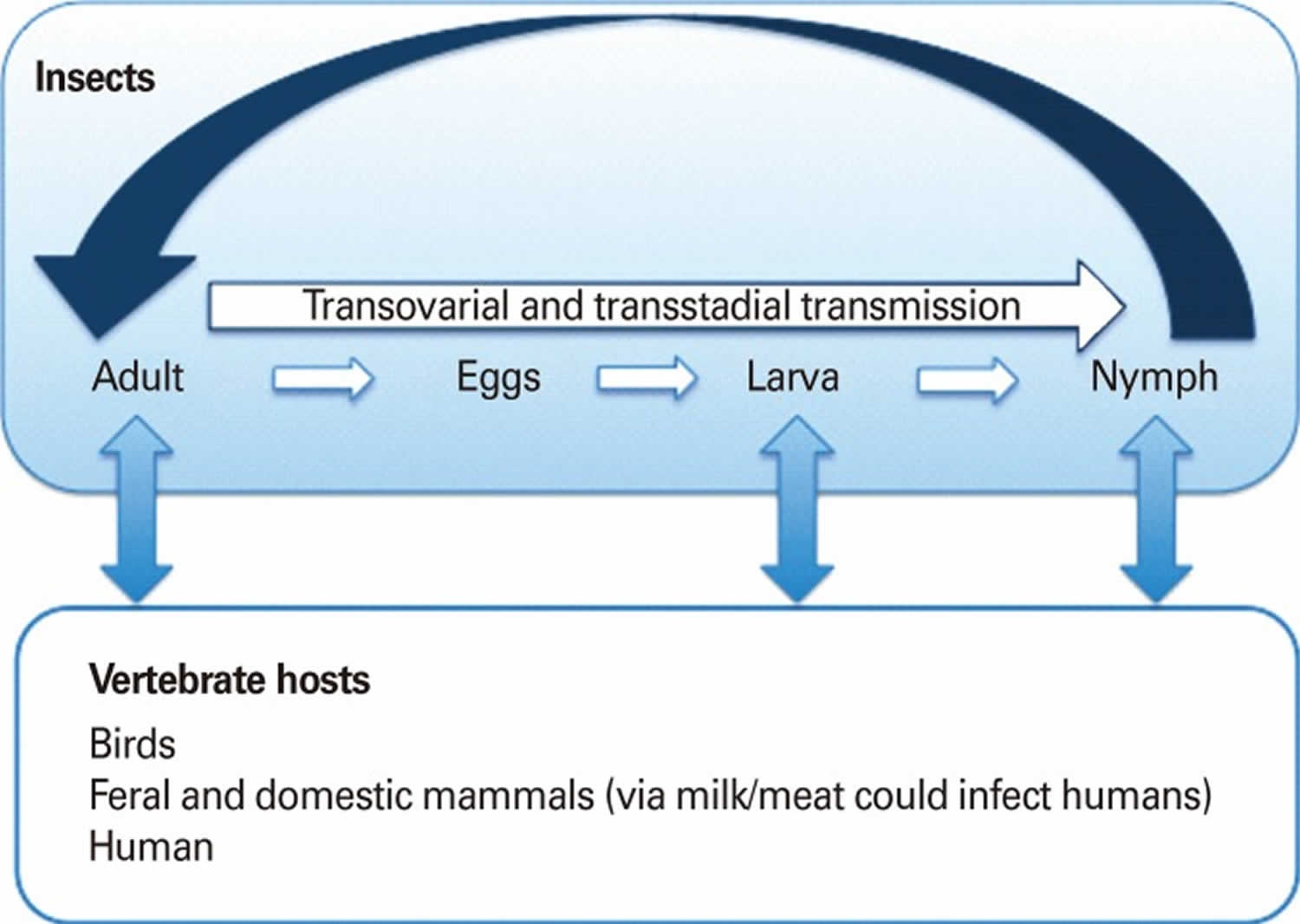Arbovirus vertical transmission cycle