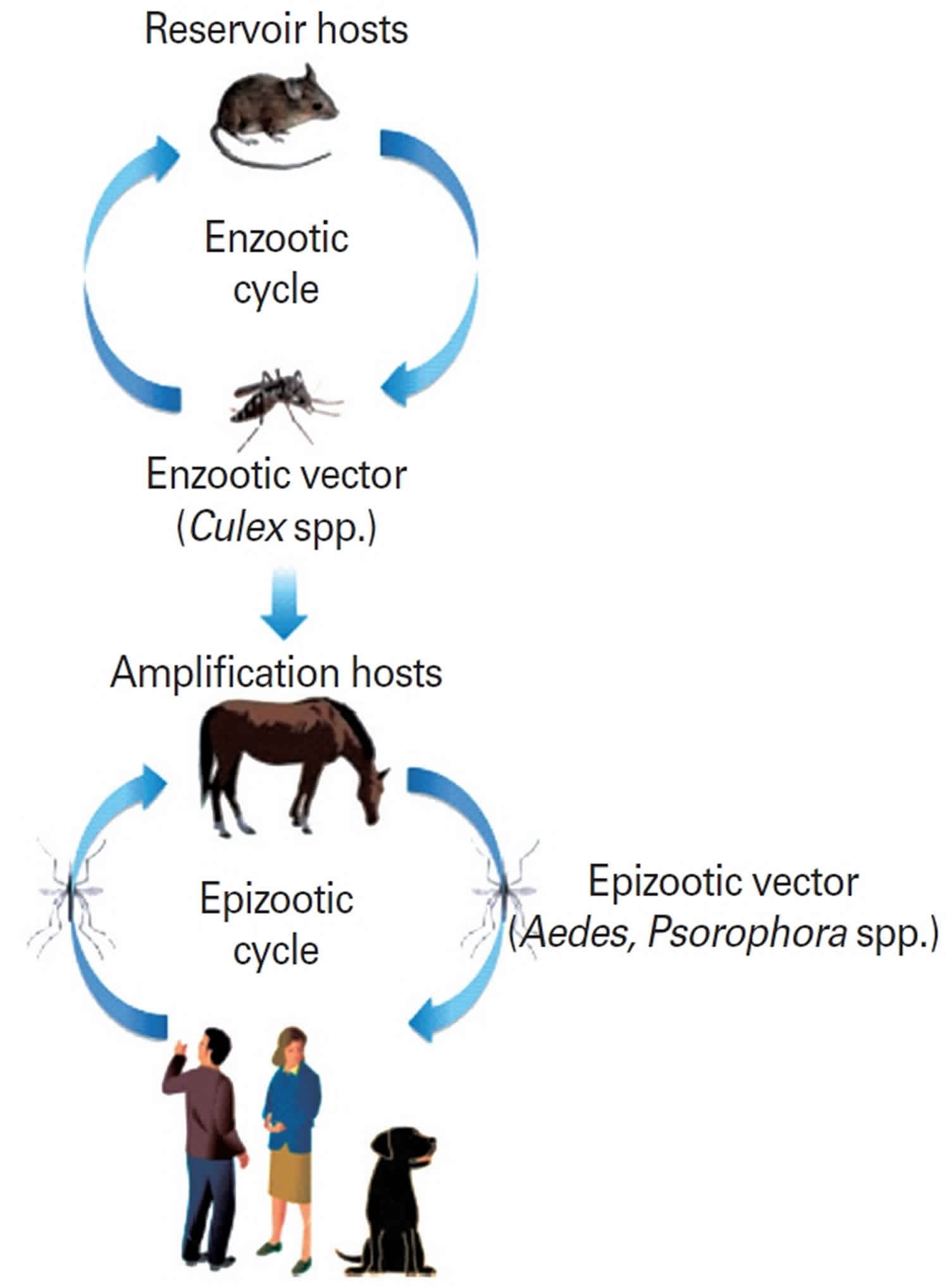 Enzootic and epizootic transmission cycles of Venezuelan equine encephalitis virus